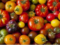Tomate Ancienne en mélange - Le plateau de 4 kilos